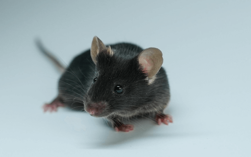 Rag2 （B、T免疫細(xì)胞缺失小鼠）